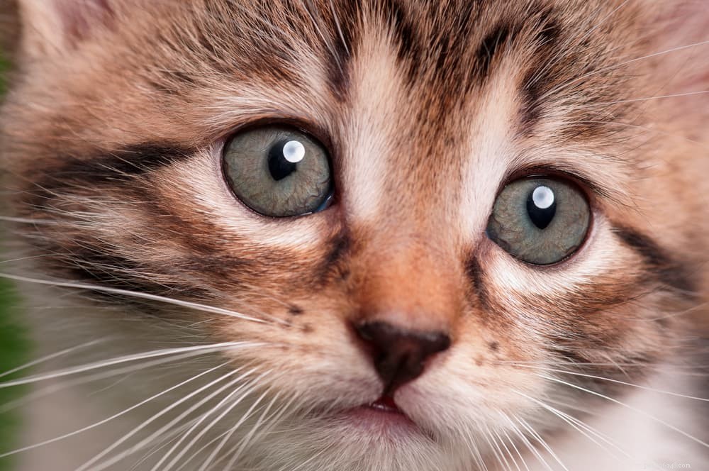 Cats and COVID-19: Latest Scientific Findings and Expert Guidance