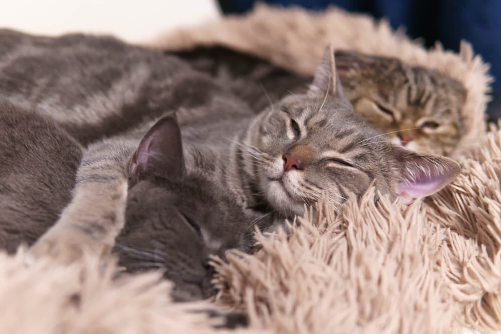 Cat Stomatitis: Symptoms, Causes, and Care