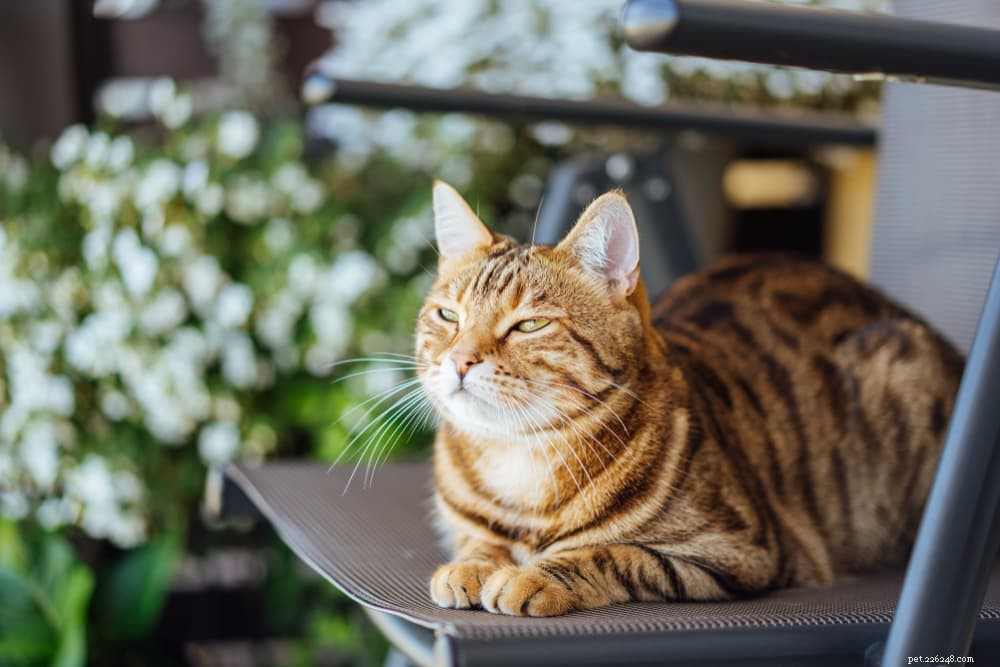 Cat Stomatitis: Symptoms, Causes, and Care