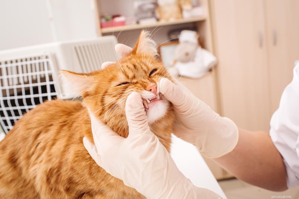 Cat Stomatitis: Symptoms, Causes, and Care