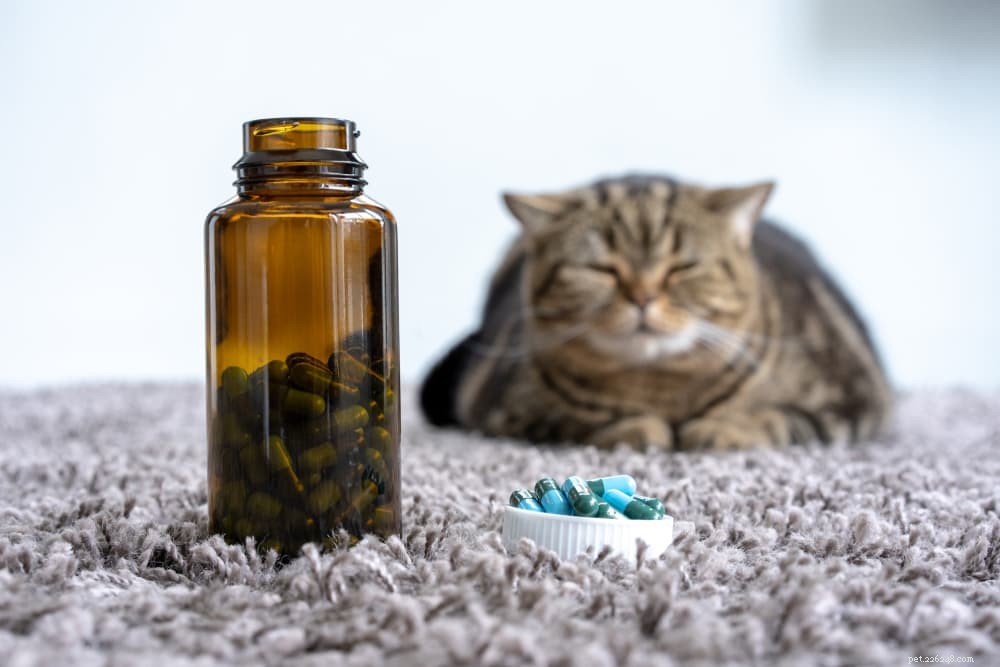 Cat Stomatitis: Symptoms, Causes, and Care