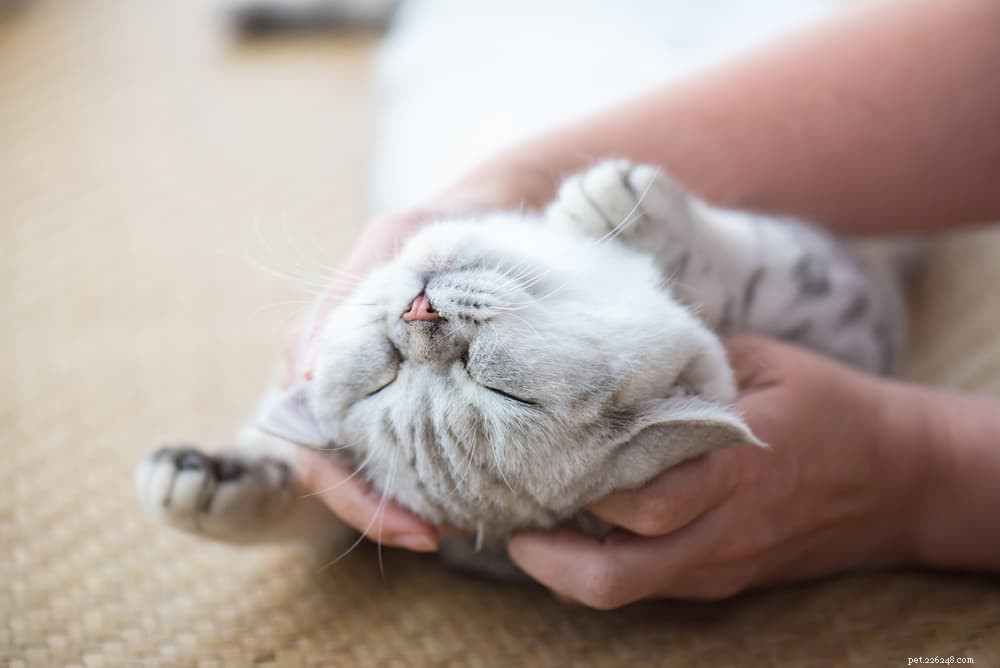Cat Stomatitis: Symptoms, Causes, and Care