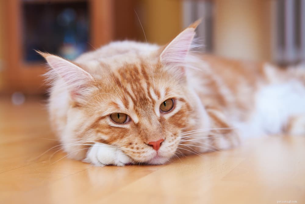 Megacolon in Cats: Symptoms, Diagnosis, and Care