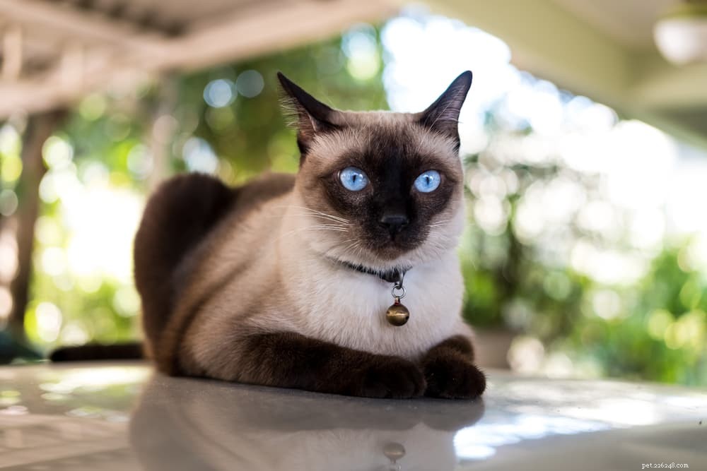 Megacolon in Cats: Symptoms, Diagnosis, and Care