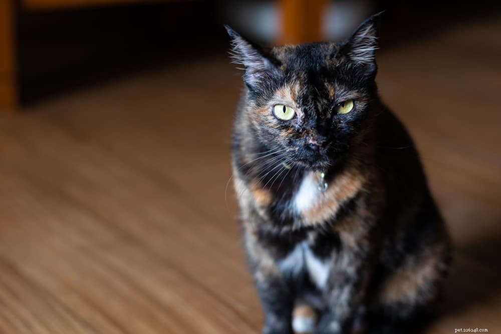 Megacolon in Cats: Symptoms, Diagnosis, and Care