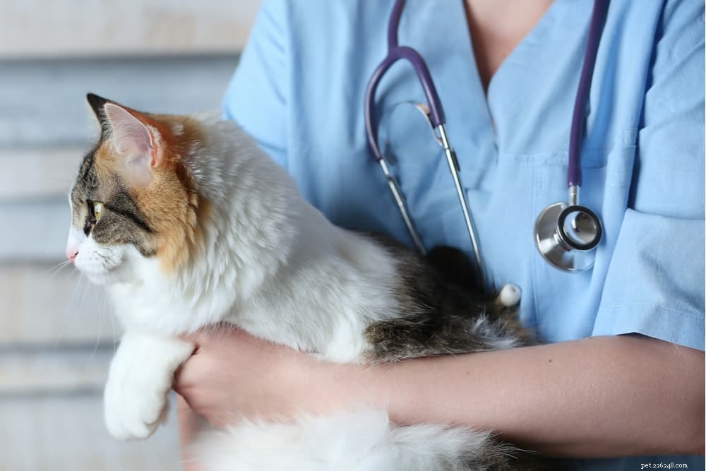 Megacolon in Cats: Symptoms, Diagnosis, and Care