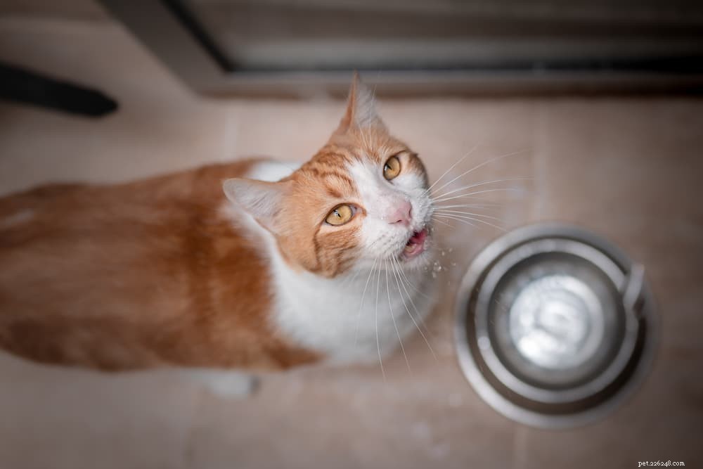 Megacolon in Cats: Symptoms, Diagnosis, and Care