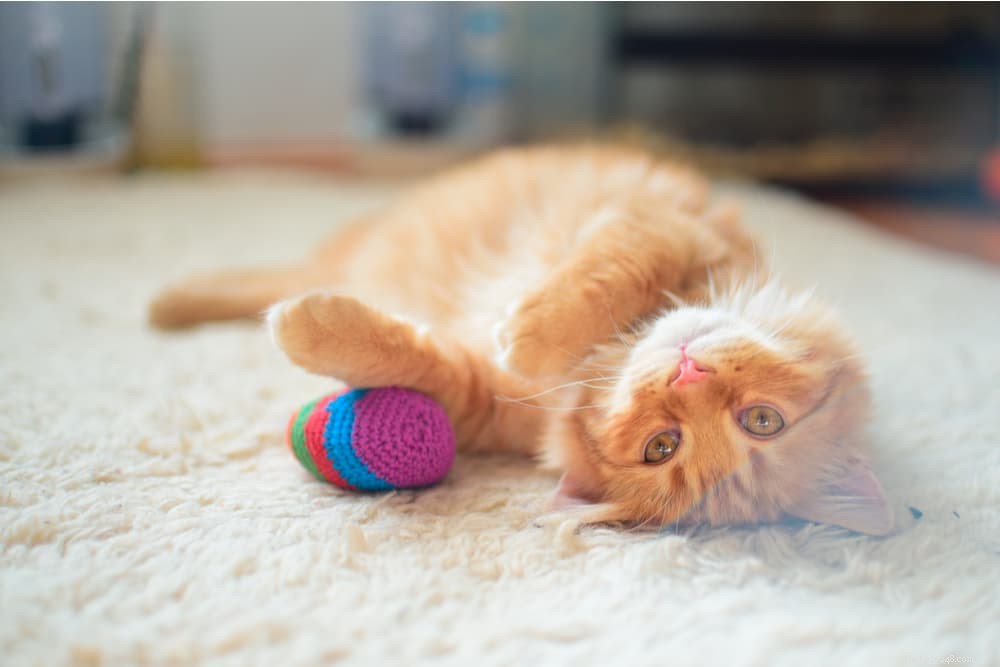 Megacolon in Cats: Symptoms, Diagnosis, and Care