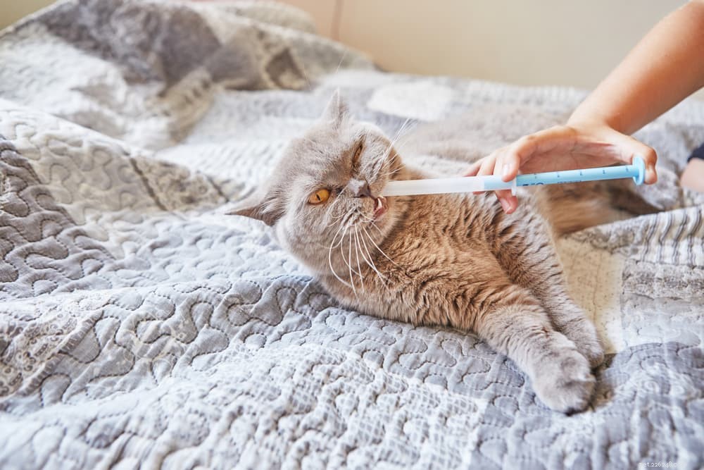 Expert Guide: How to Safely Administer Liquid Medicine to Your Cat