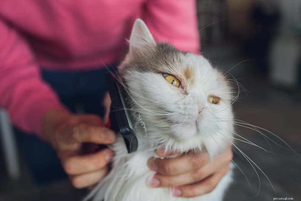 Expert Guide: How to Safely Administer Liquid Medicine to Your Cat