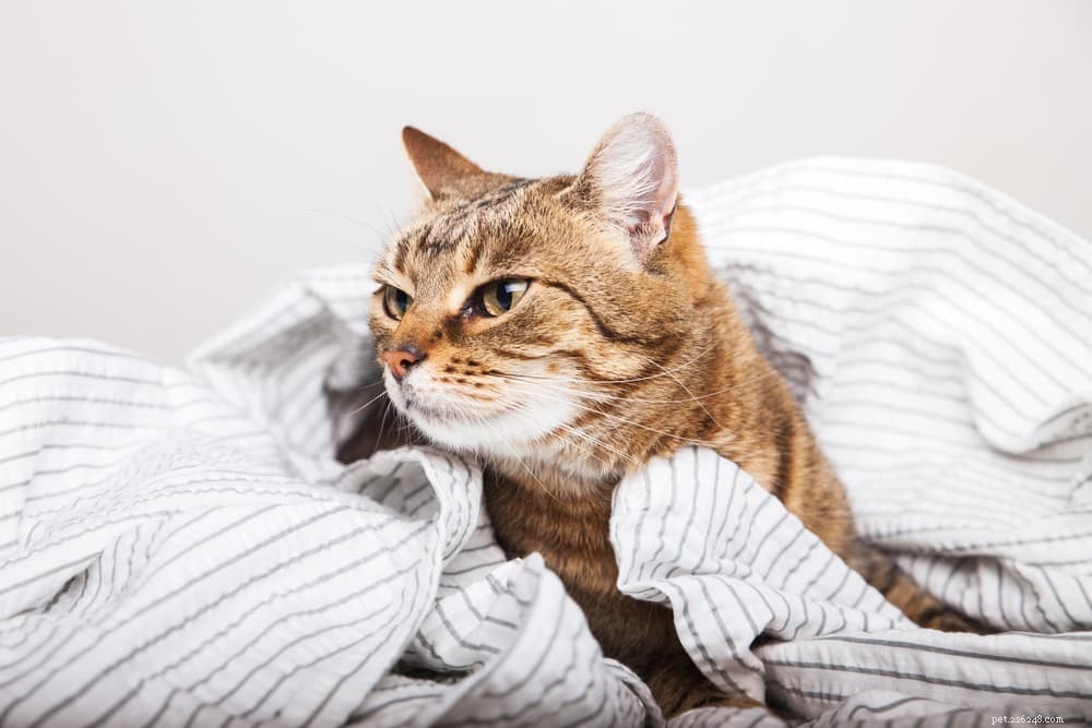Understanding Feline Calicivirus: Symptoms, Prevention, and Treatment