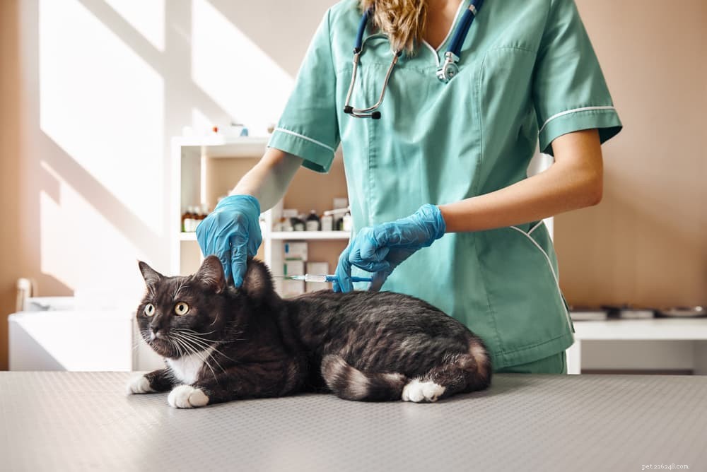 Understanding Feline Calicivirus: Symptoms, Prevention, and Treatment