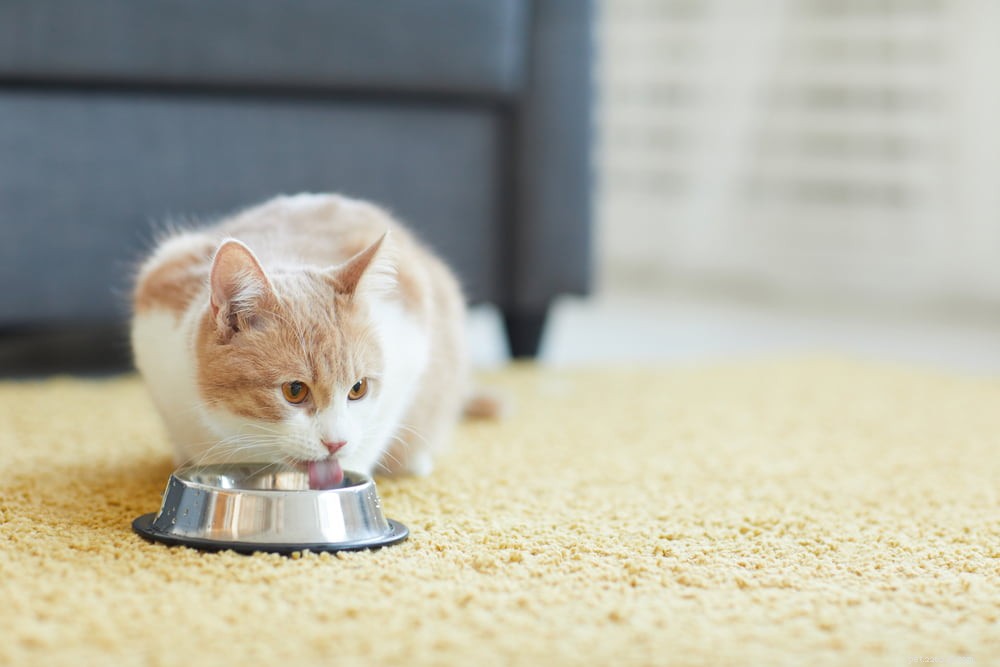 Recognizing and Preventing Kidney Disease in Cats: A Guide for Pet Parents