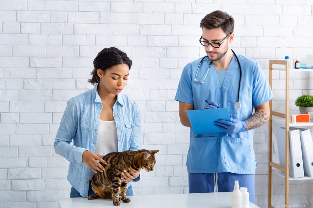 Recognizing and Preventing Kidney Disease in Cats: A Guide for Pet Parents