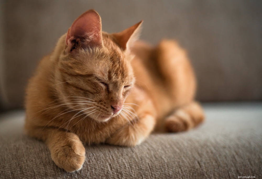Understanding Feline Immunodeficiency Virus (FIV) in Cats: Causes, Symptoms, and Care