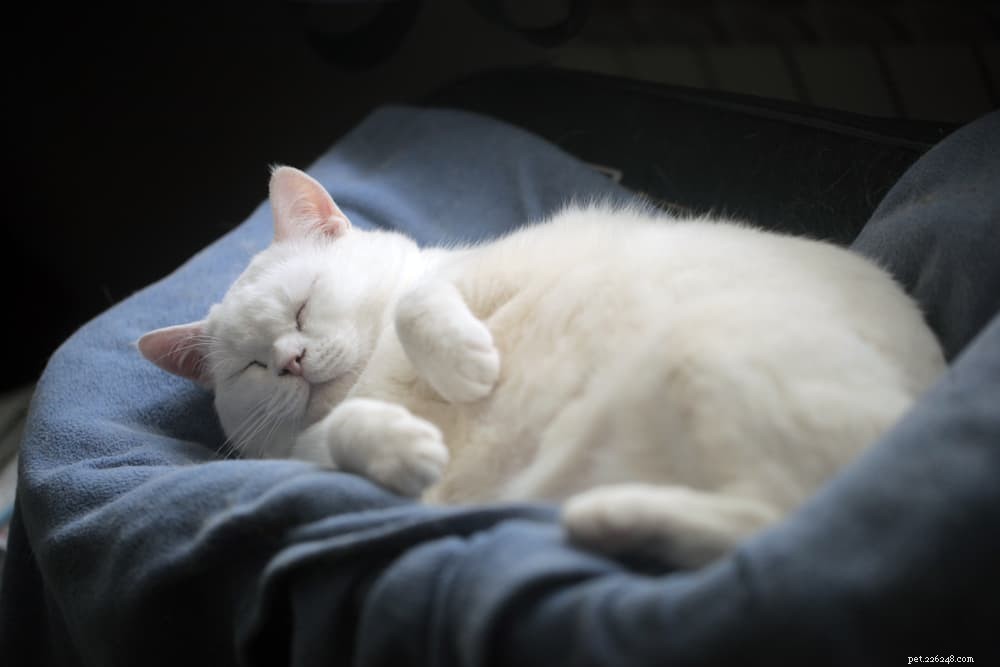 Why Your Cat Struggles to Shed Pounds: 6 Key Factors Explained