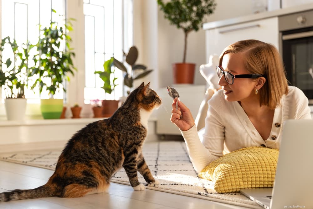 Why Your Cat Struggles to Shed Pounds: 6 Key Factors Explained