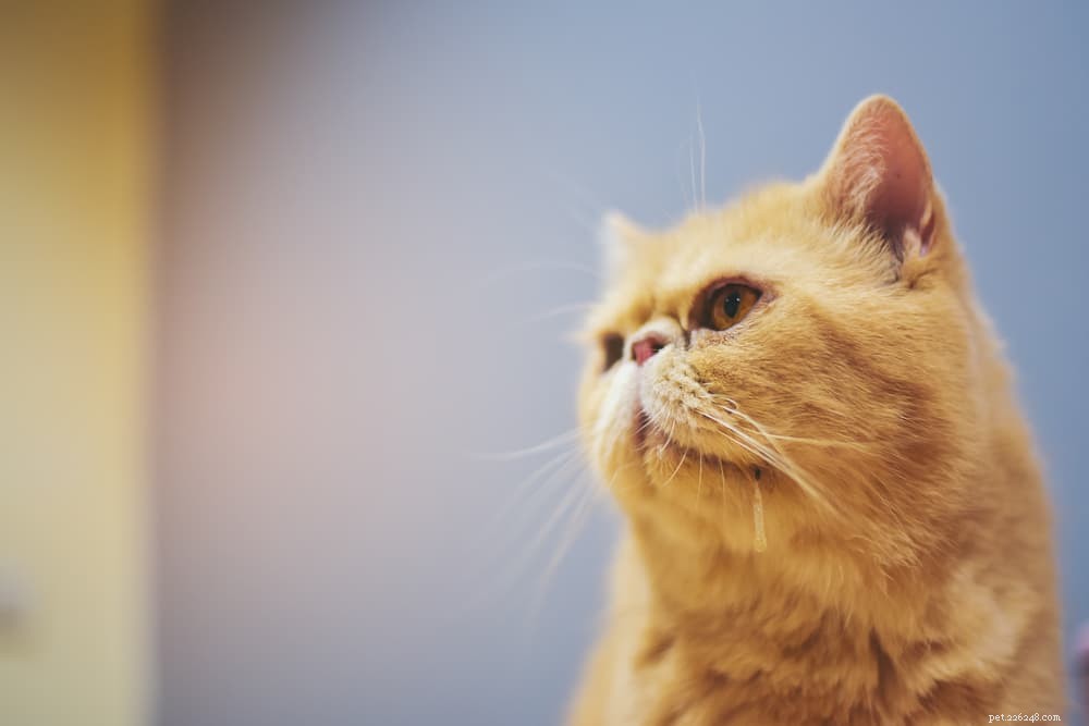 Why Cats Drool: Common Causes & Expert Explanations