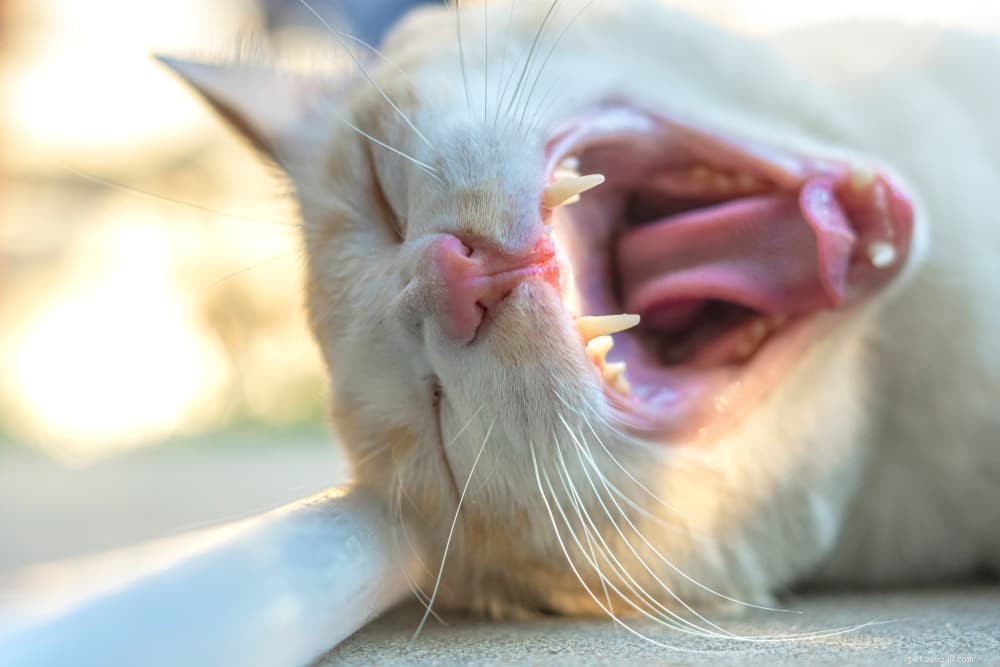 Why Cats Drool: Common Causes & Expert Explanations