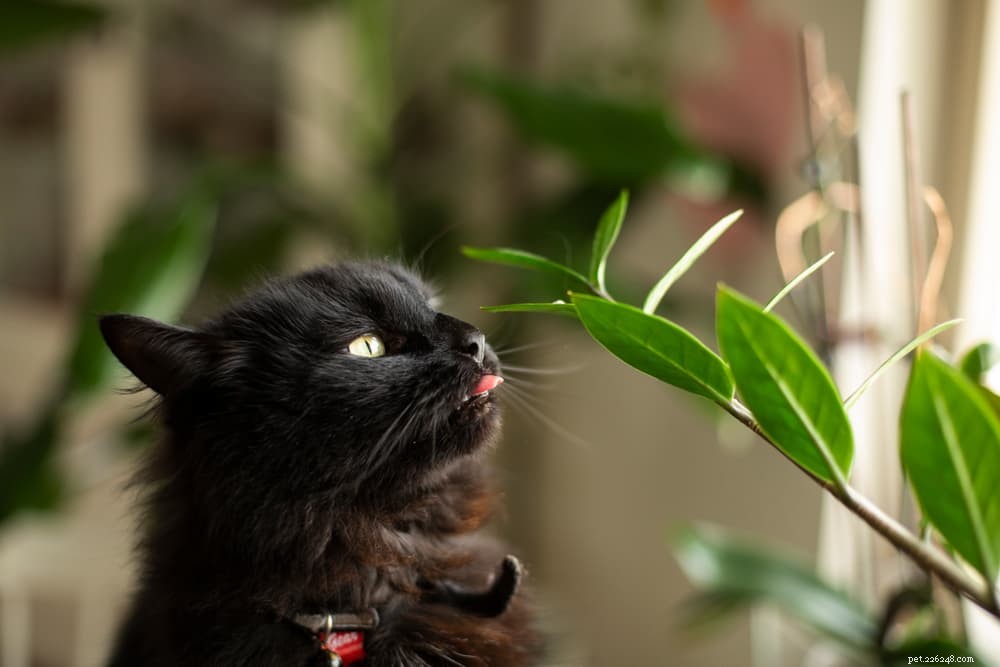 Why Cats Drool: Common Causes & Expert Explanations