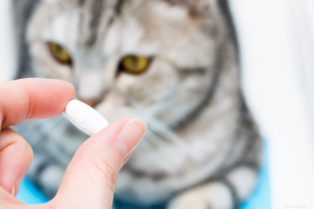 Why Cats Drool: Common Causes & Expert Explanations