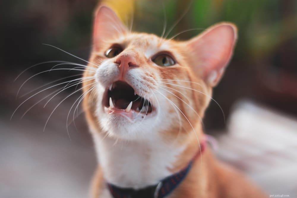 Why Cats Drool: Common Causes & Expert Explanations