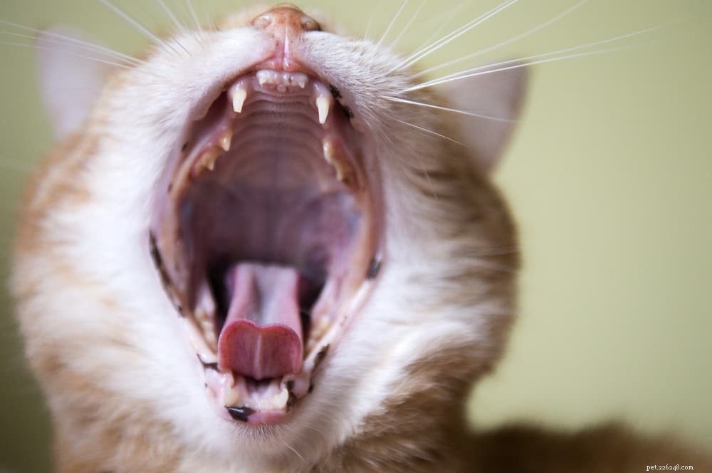 Coughing Cats: 11 Common Causes and How to Provide Effective Relief