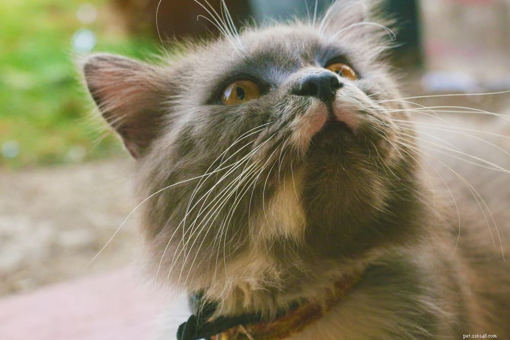 Coughing Cats: 11 Common Causes and How to Provide Effective Relief