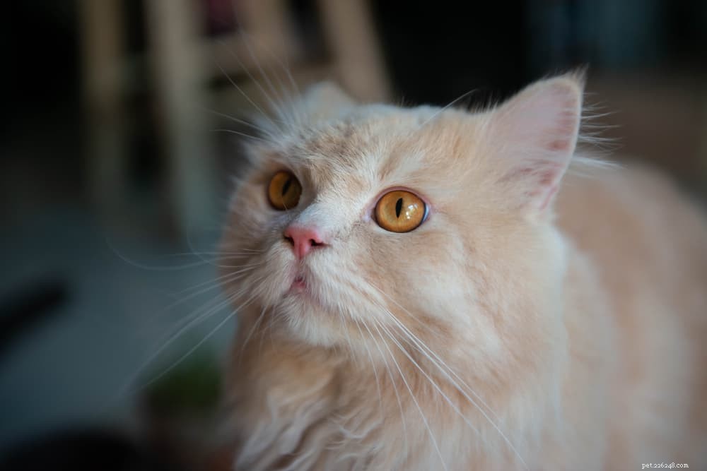 Coughing Cats: 11 Common Causes and How to Provide Effective Relief