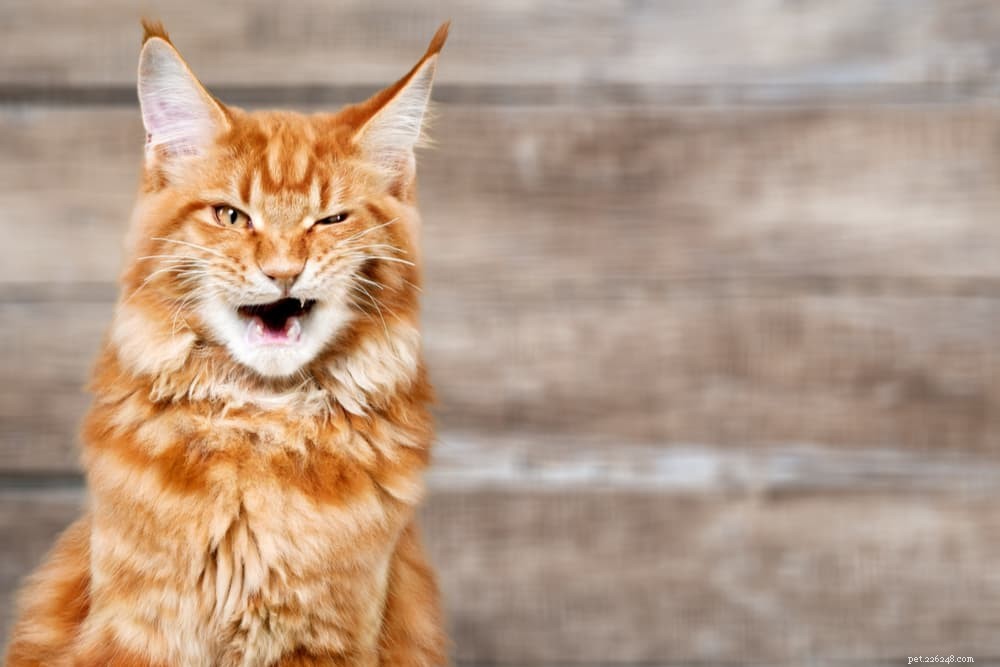 Coughing Cats: 11 Common Causes and How to Provide Effective Relief