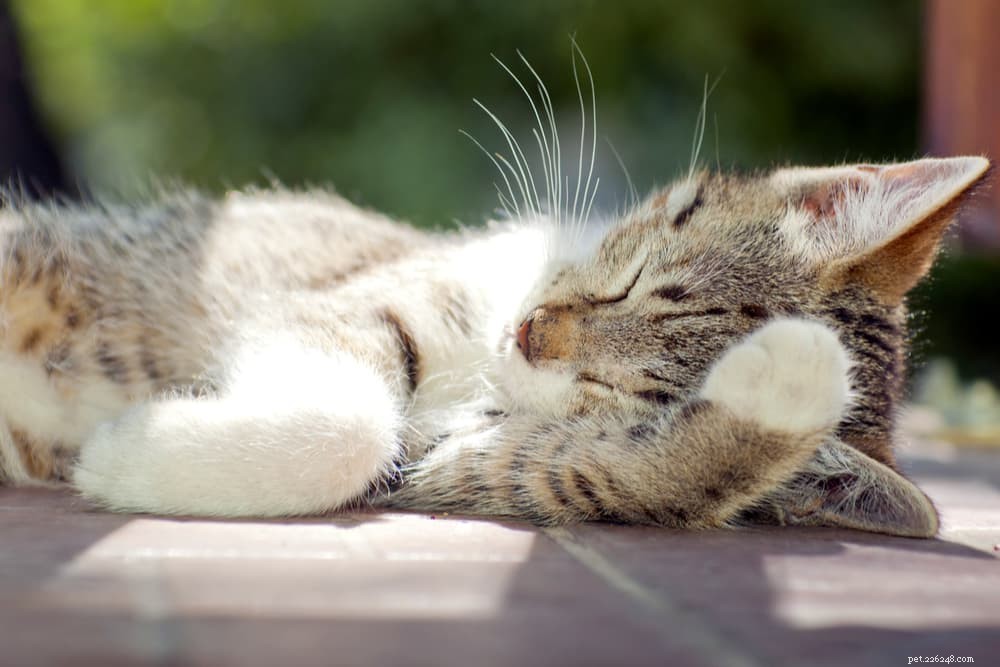 Coughing Cats: 11 Common Causes and How to Provide Effective Relief