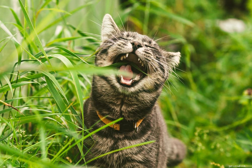 Coughing Cats: 11 Common Causes and How to Provide Effective Relief