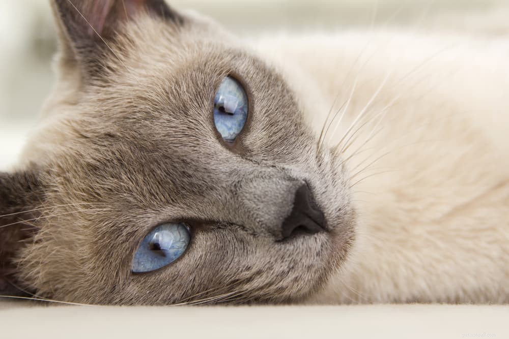 Coughing Cats: 11 Common Causes and How to Provide Effective Relief