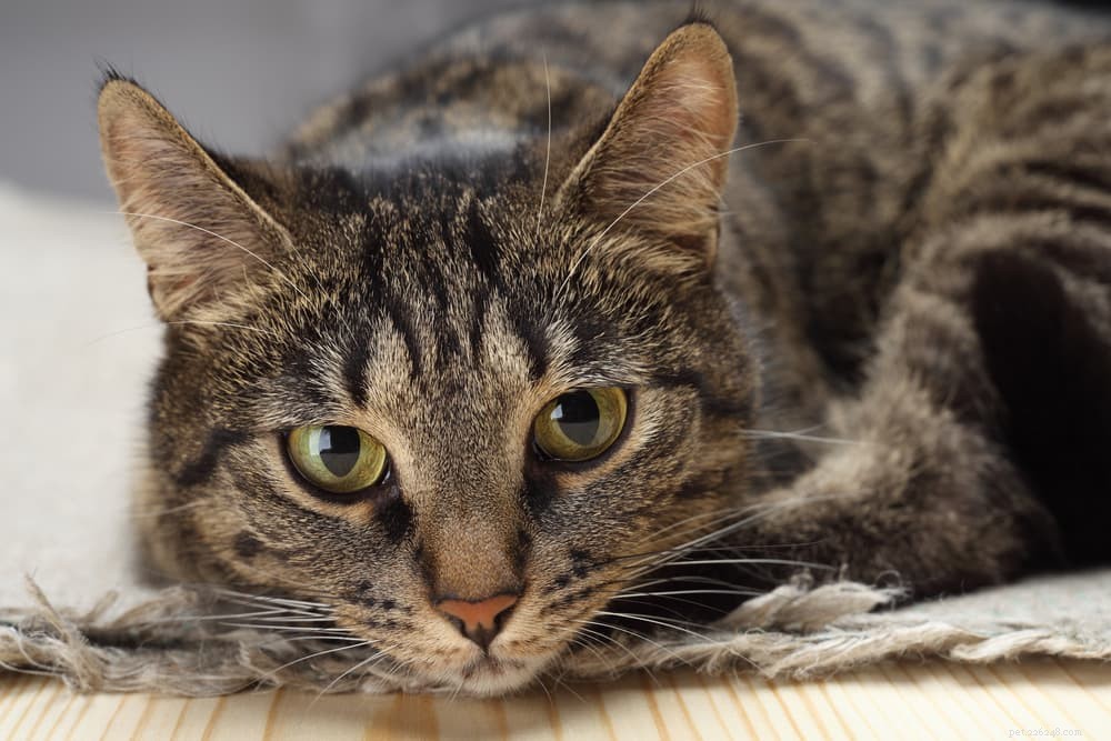 Coughing Cats: 11 Common Causes and How to Provide Effective Relief