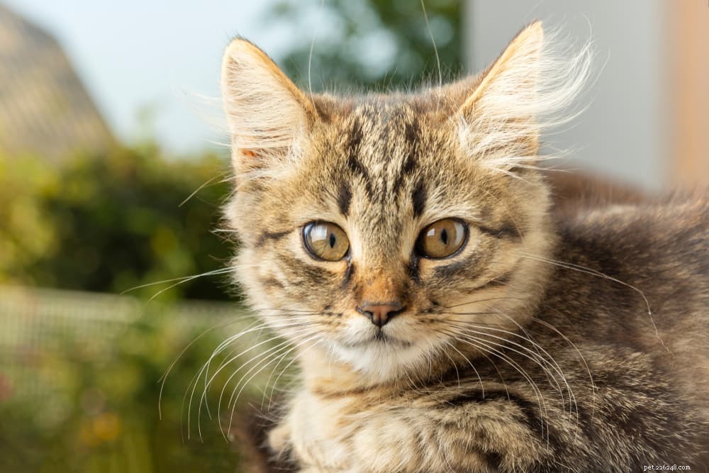 Coughing Cats: 11 Common Causes and How to Provide Effective Relief