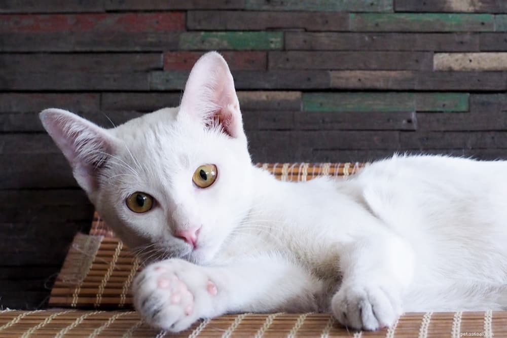 Feline Leukemia Virus (FeLV): Symptoms, Prevention & Impact on Your Cat’s Health