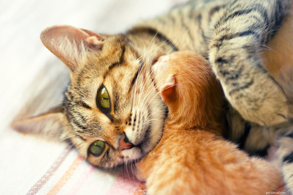 Feline Leukemia Virus (FeLV): Symptoms, Prevention & Impact on Your Cat’s Health