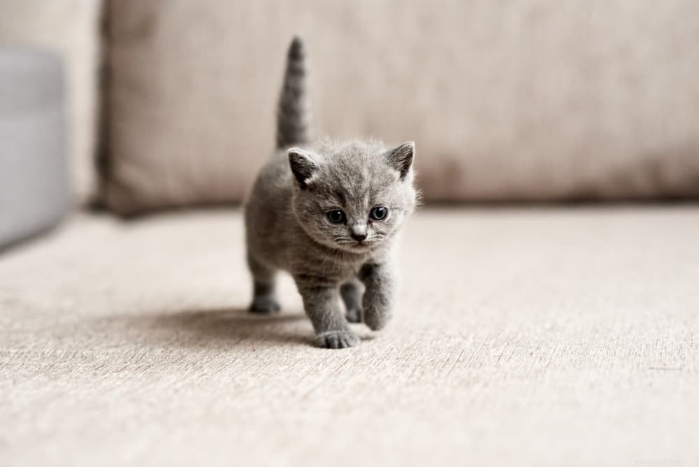 Feline Leukemia Virus (FeLV): Symptoms, Prevention & Impact on Your Cat’s Health