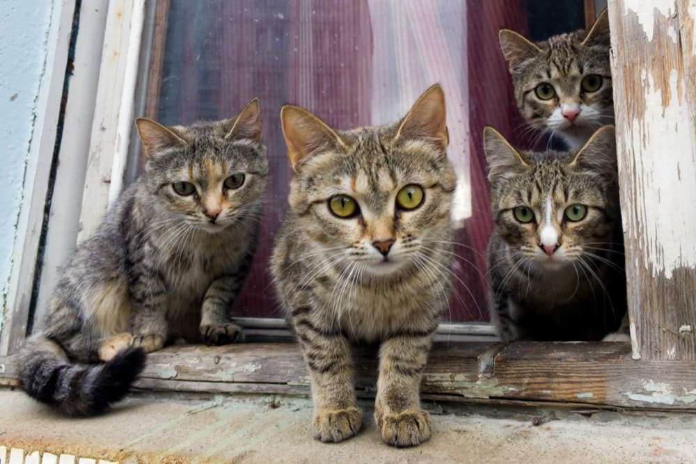 Feline Leukemia Virus (FeLV): Symptoms, Prevention & Impact on Your Cat’s Health