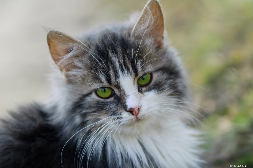 Feline Leukemia Virus (FeLV): Symptoms, Prevention & Impact on Your Cat’s Health