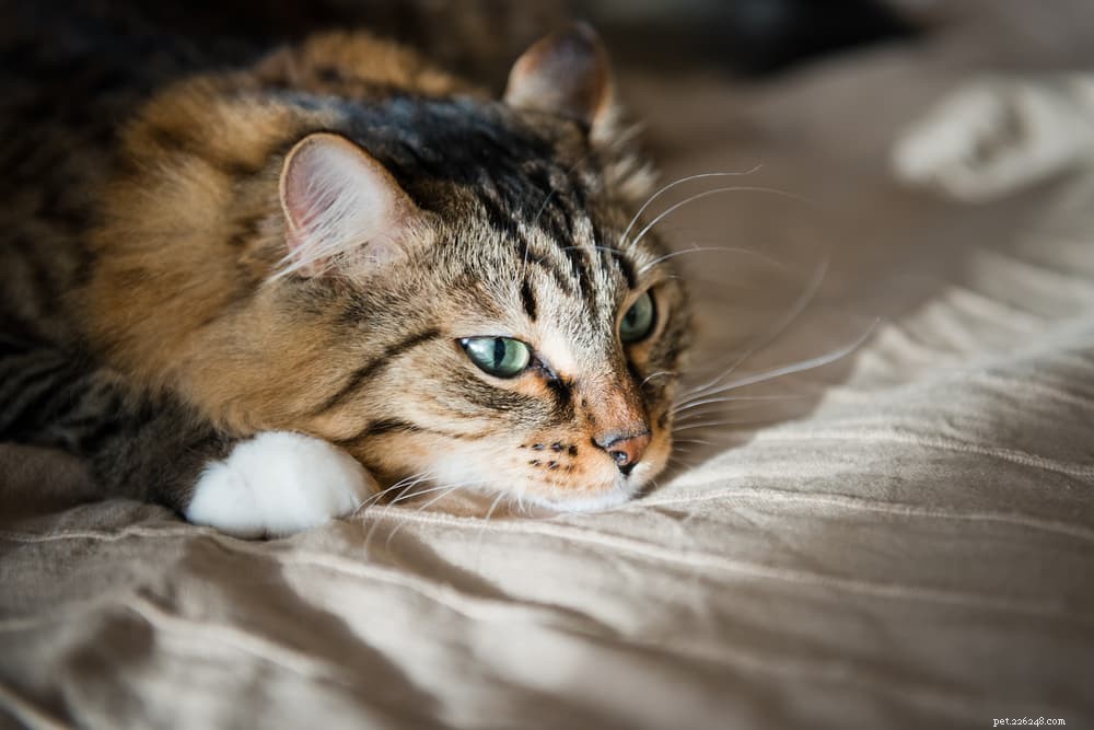 Feline Leukemia Virus (FeLV): Symptoms, Prevention & Impact on Your Cat’s Health