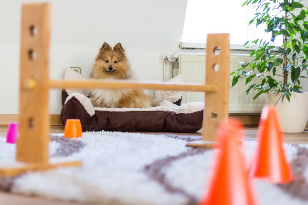 9 Expert-Backed Ways to Strengthen Your Bond With Your Dog at Home