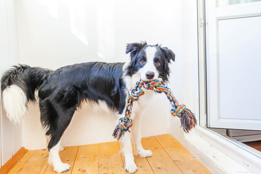 9 Expert-Backed Ways to Strengthen Your Bond With Your Dog at Home