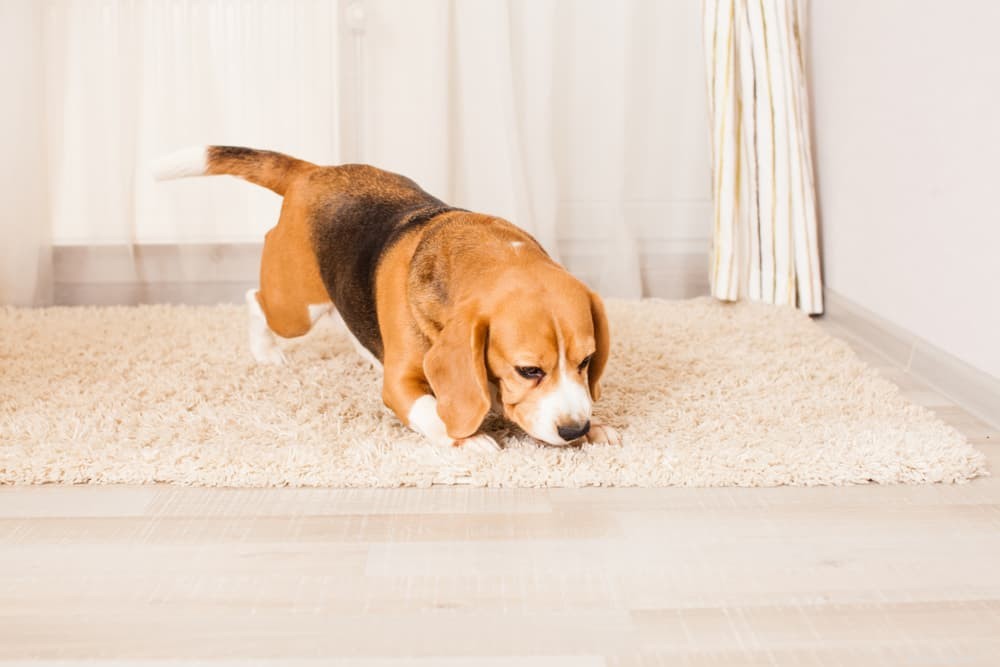 9 Expert-Backed Ways to Strengthen Your Bond With Your Dog at Home