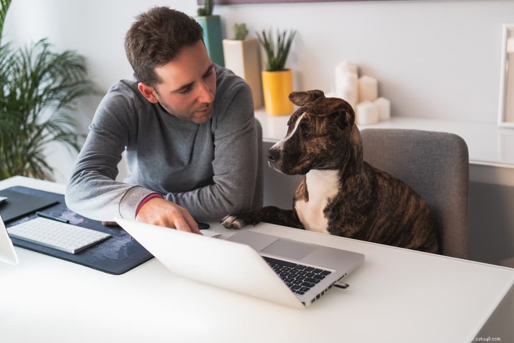 9 Expert-Backed Ways to Strengthen Your Bond With Your Dog at Home