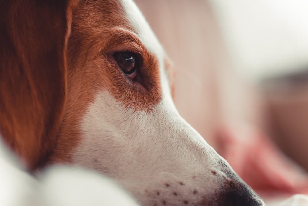 Do Dogs Truly Cry? A Vet’s Insight Into Canine Emotions