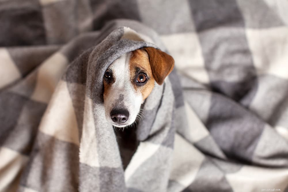 Do Dogs Truly Cry? A Vet’s Insight Into Canine Emotions
