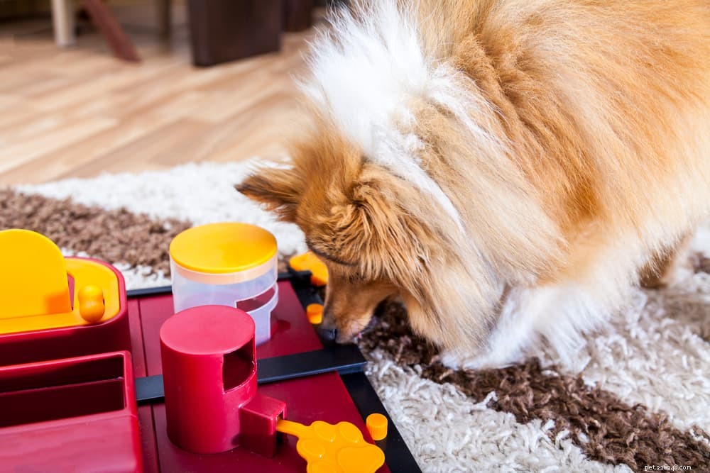 12 Incredible Insights Into the Amazing Dog Brain