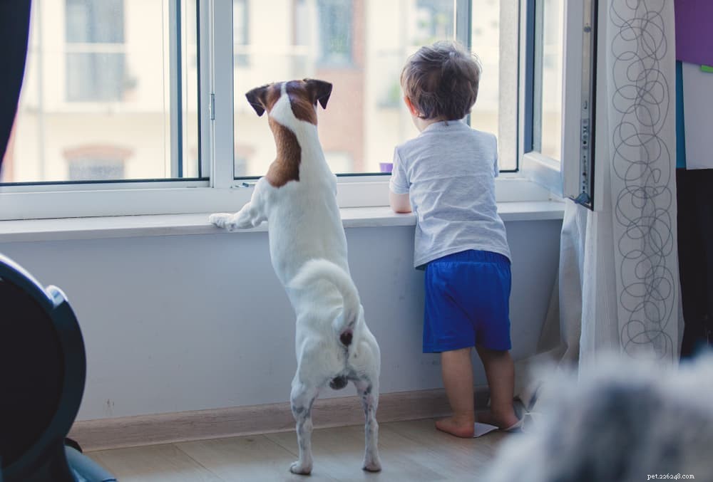 12 Incredible Insights Into the Amazing Dog Brain