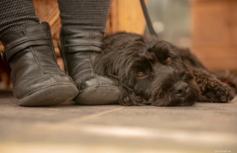Why Does My Dog Poop in My Shoes? Understanding the Behavior